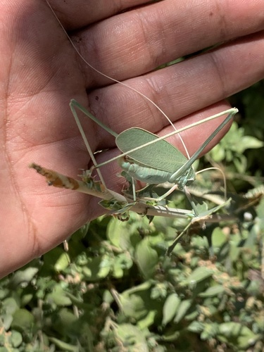Syrian Long-legged Bush-Cricket