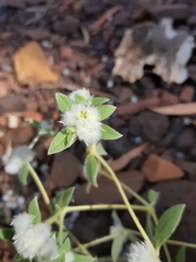 Gomphrena cunninghamii