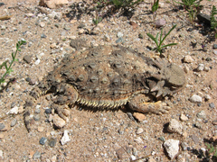 Phrynosoma cerroense