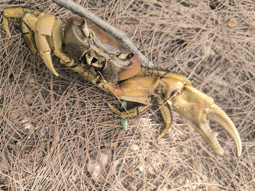 African Rainbow Crab