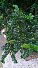 Zanthoxylum beecheyanum