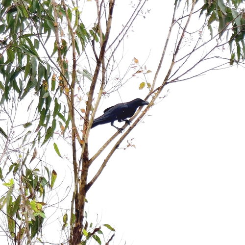 Large-billed Crow