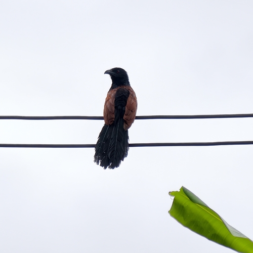 Greater Coucal