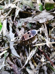 Physopelta fusciscutellata