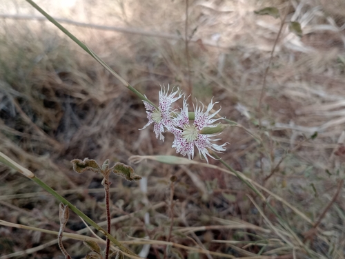 Dianthus broteri, photograph 4
