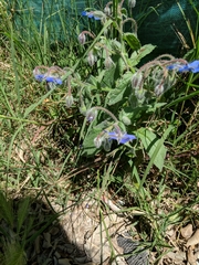 Borago officinalis