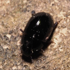 Hydrophiloidea