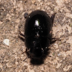Hydrophiloidea