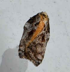 Acleris cristana