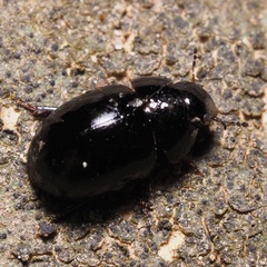 Hydrophiloidea