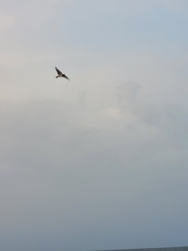 Barn Swallow