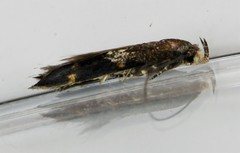 Mompha subbistrigella