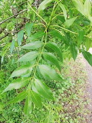 Fraxinus excelsior