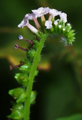 Heliotropium indicum