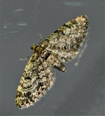 Eupithecia tantillaria