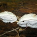 Cyanosporus livens - Photo (c) Erlon Bailey,  זכויות יוצרים חלקיות (CC BY-SA), הועלה על ידי Erlon Bailey