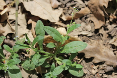 Myosotis sparsiflora