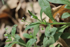 Myosotis sparsiflora