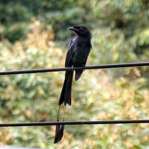 Greater Racket-tailed Drongo