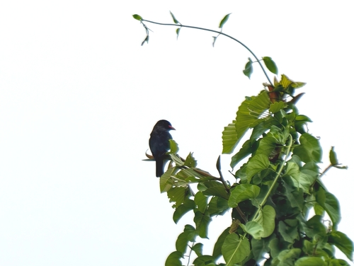 Dollarbird