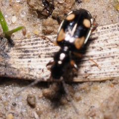 Bembidion quadrimaculatum