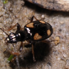 Bembidion quadrimaculatum