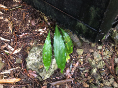 Cremastra appendiculata