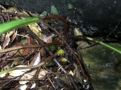 Cremastra appendiculata