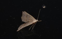 Hypena laceratalis