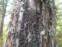 Fuscopannaria leucosticta