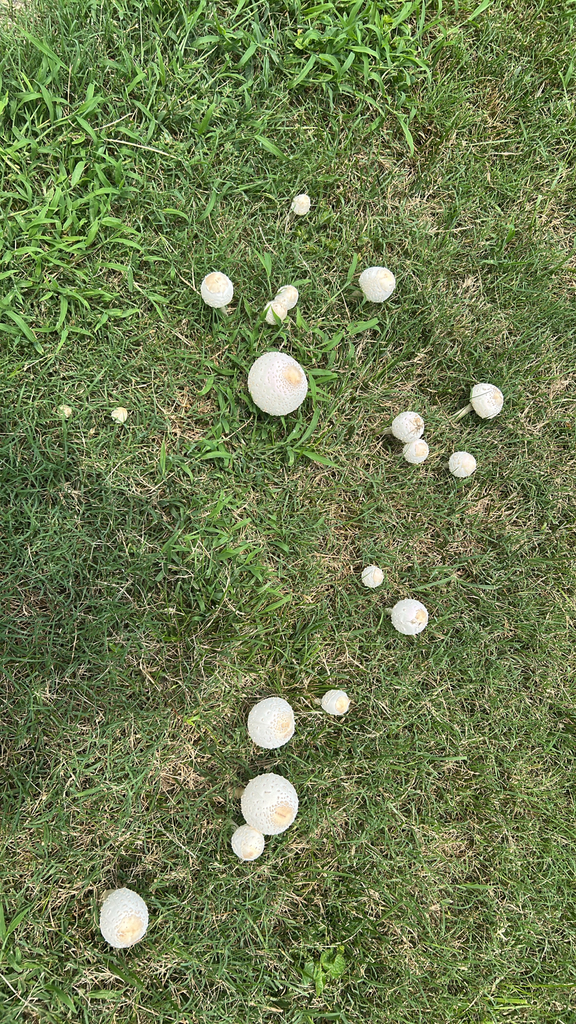 Green-spored Parasol · July 2026 · photo: Photo: (c) Daniel, some rights reserved (CC BY-SA) · iNaturalist