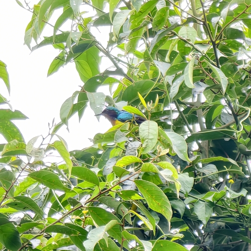 Ruby-cheeked Sunbird