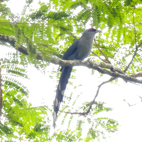 Green-billed Malkoha