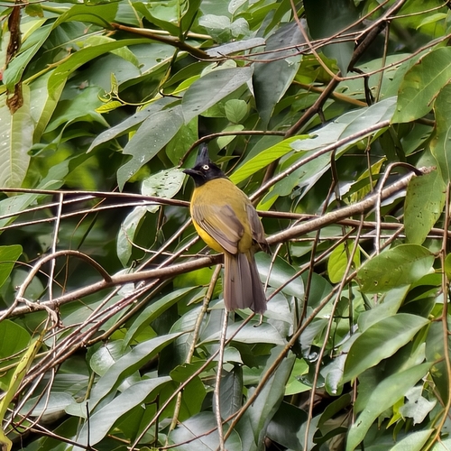 Black-crested Bulbul