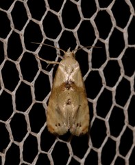 Eupoecilia acrographa