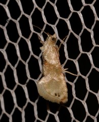 Eupoecilia acrographa