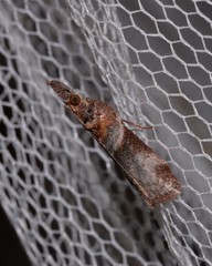 Calguia defiguralis
