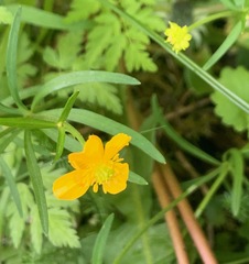 Ranunculus auricomus