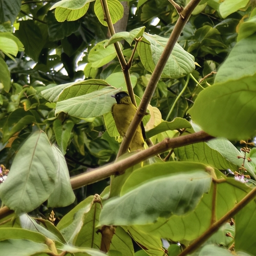 Black-headed Bulbul
