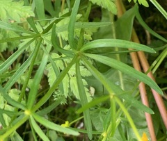 Ranunculus auricomus