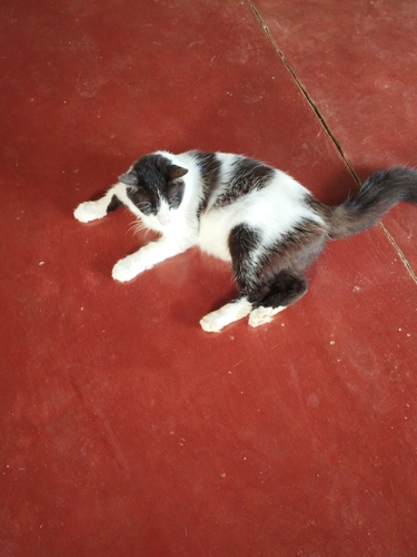 Domestic Cat