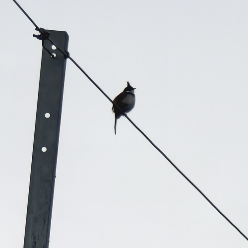 Red-whiskered Bulbul
