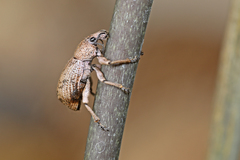 Geonemus flabellipes
