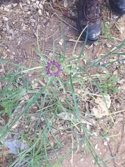 Tragopogon coelesyriacus