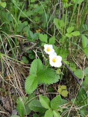 Fragaria viridis