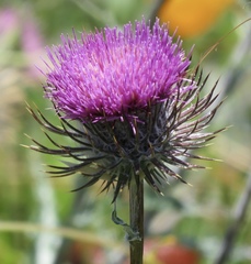 Cirsium occidentale