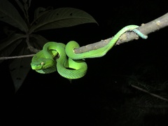 Trimeresurus vogeli