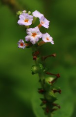 Heliotropium indicum
