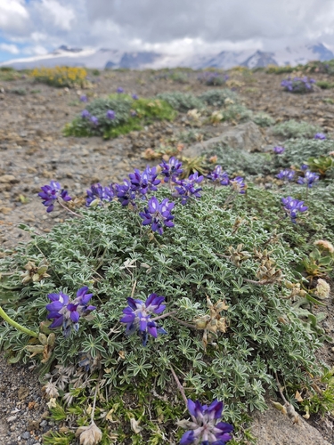 Lupinus lyallii observed 2026-07-27