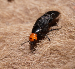 Creophilus erythrocephalus